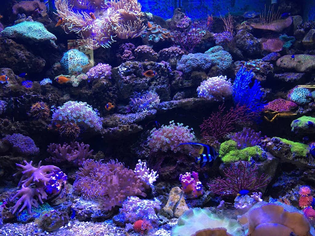 Amusement Park Rides