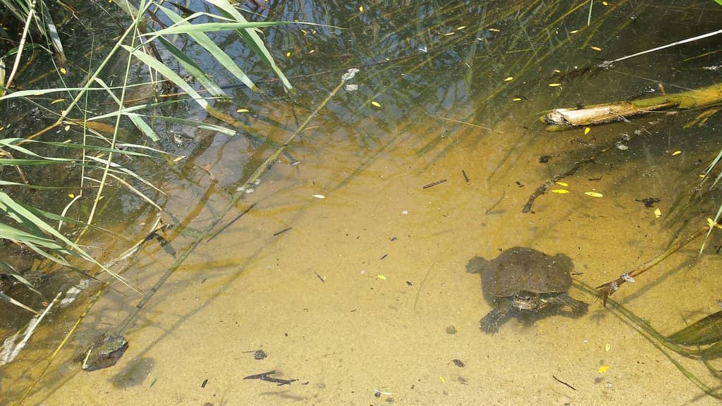 Family-Friendly Environment