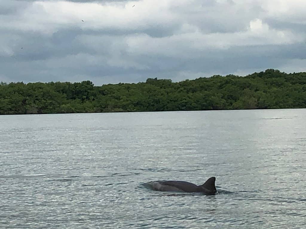 Kite Flying on the Lawn
