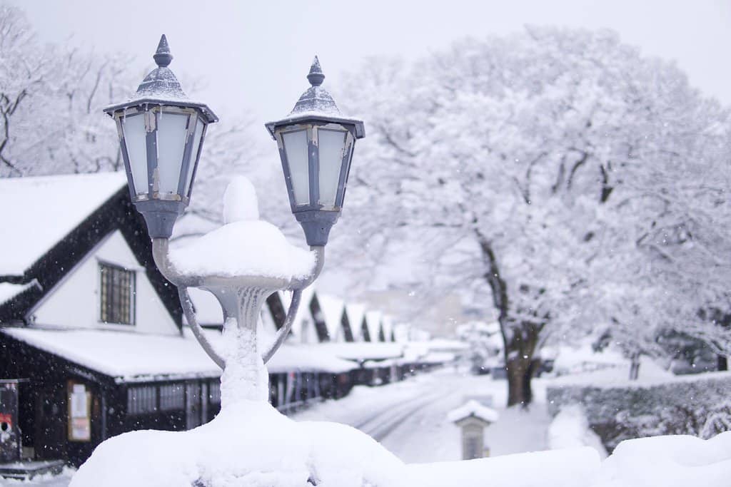 Scenic Tree-Lined Walkway