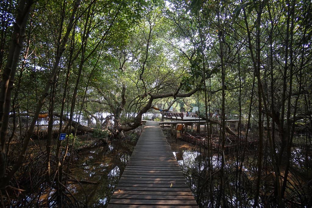Mangrove Boardwalk