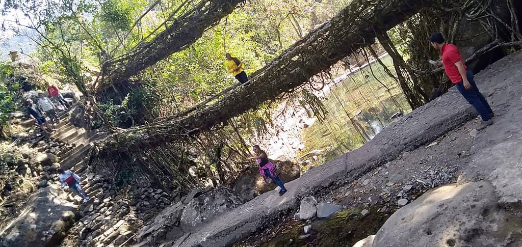 Single Root Bridge