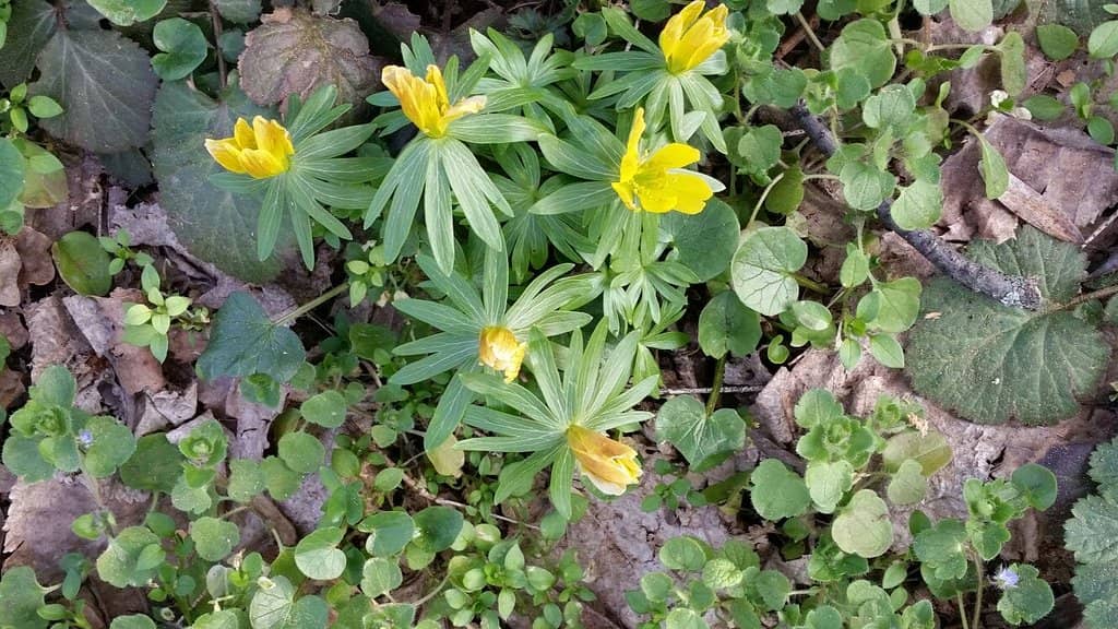 Expansive Picnic Spots