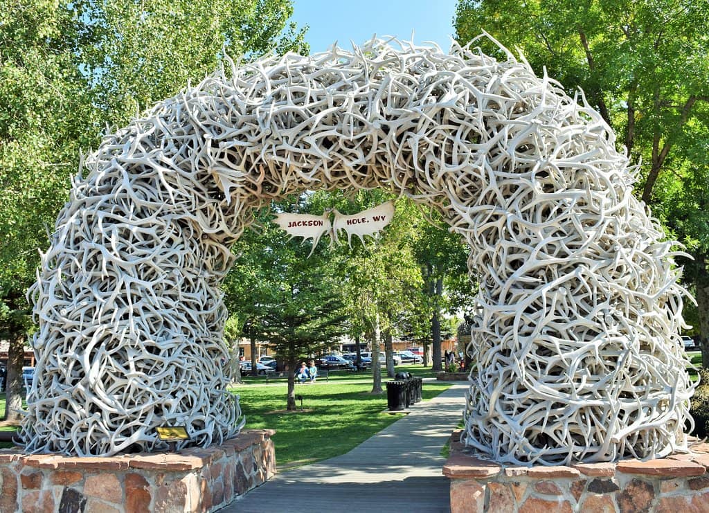 Iconic Antler Arches