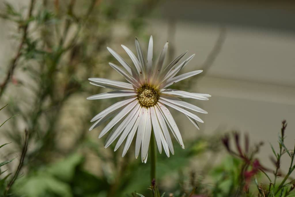 Homemade Jams & Marmalades