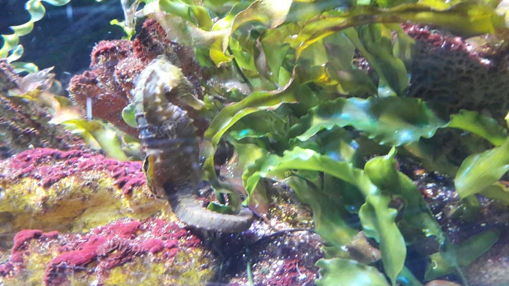 Sea Turtle 'Yellow'