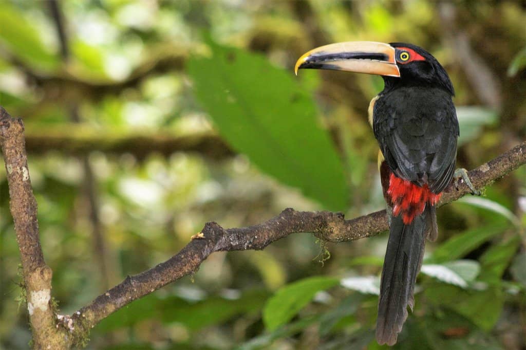 Cloud Forest Immersion