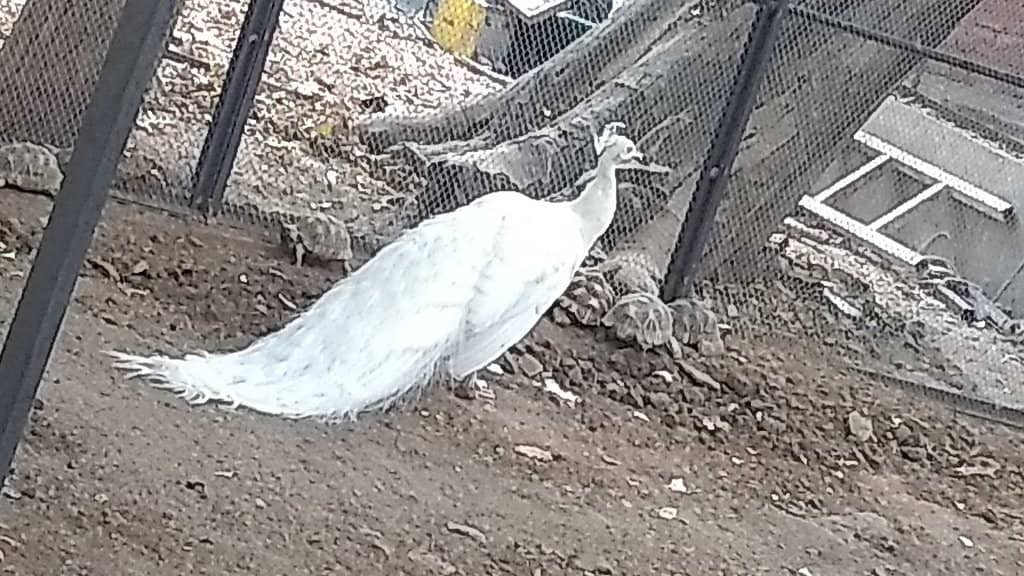 Sayaji Baug Zoo