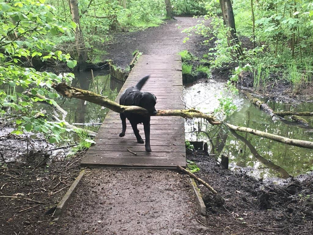 Woodland Trails