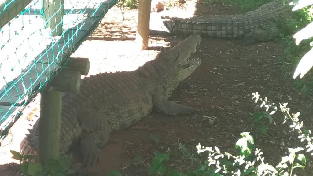 Spectacular Feeding Frenzy