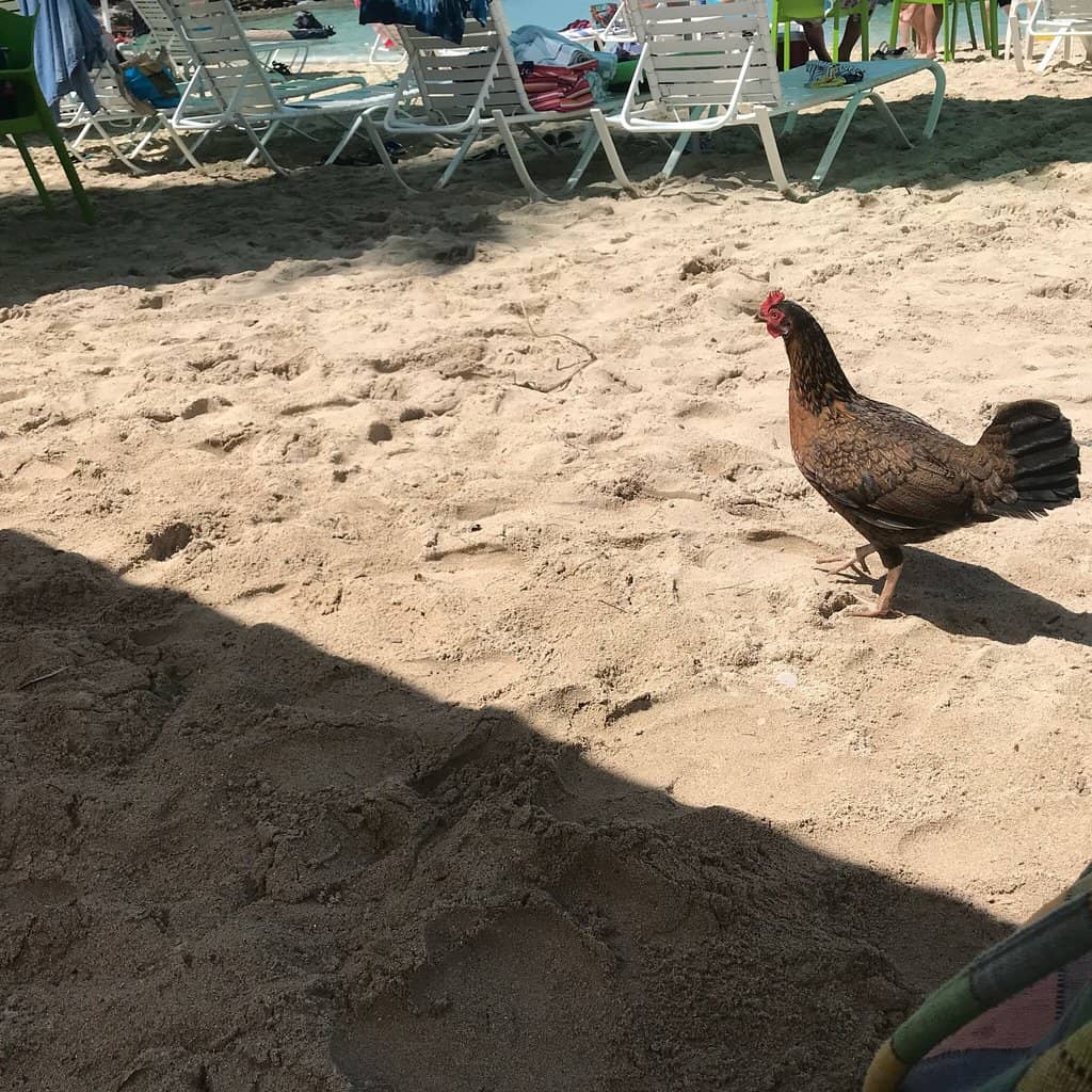 Dinghy's Beach Bar