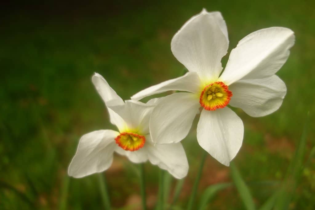 RNPS Remembrance Memorial