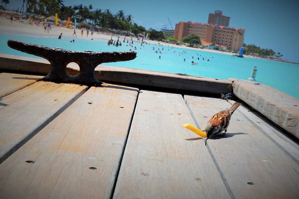 Vibrant Beach Bar Atmosphere