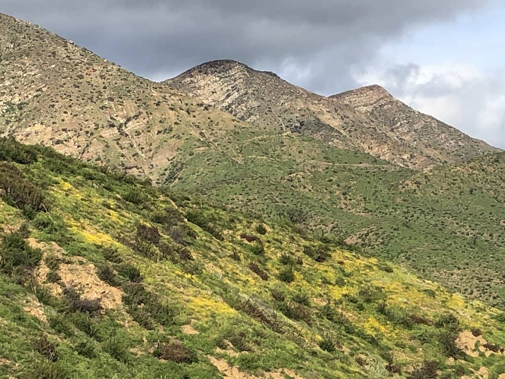 Wildflower Blooms