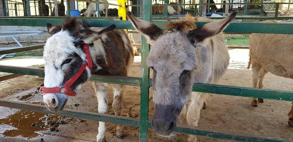 Butterfly and Bee Sanctuaries