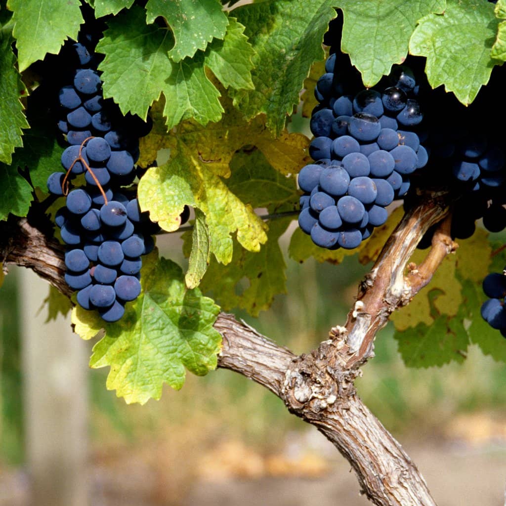 Sunset Concert Series