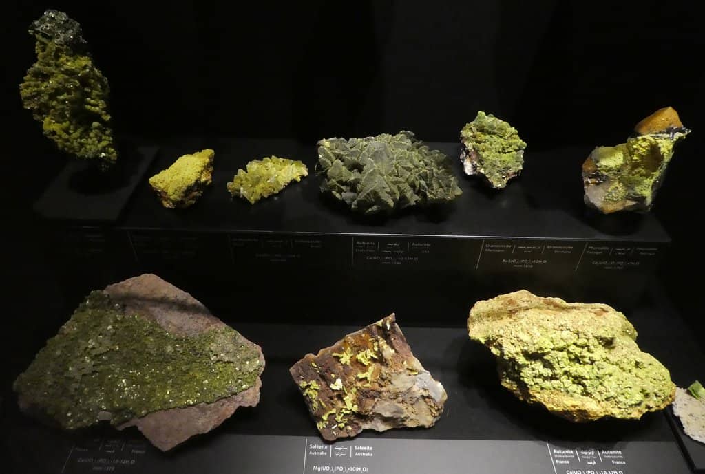 Fossil Wonders