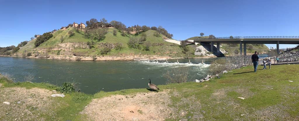 Salmon Ladder Spectacle