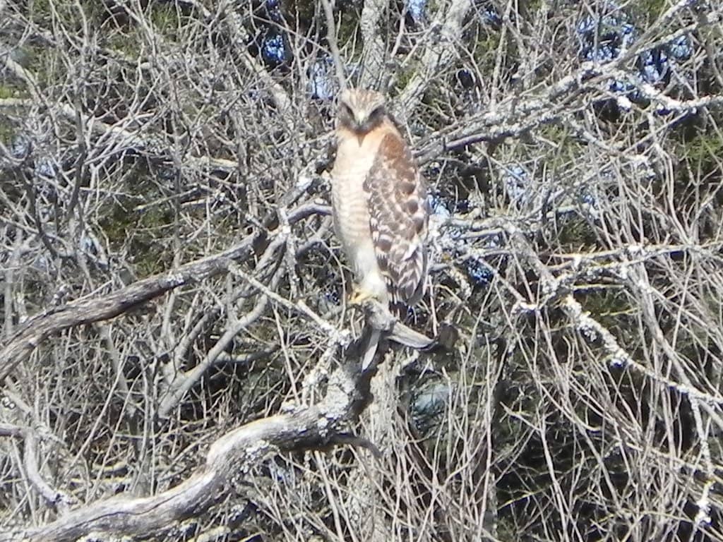 Paluxy River Trails