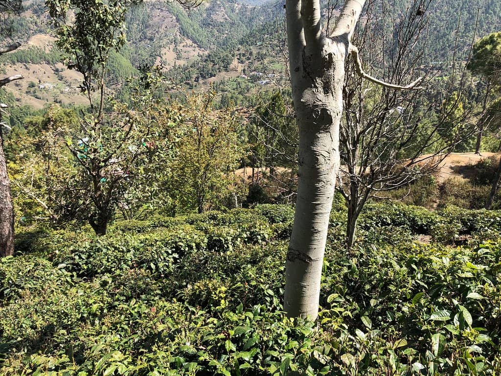 Tea Leaf Basket Photoshoot