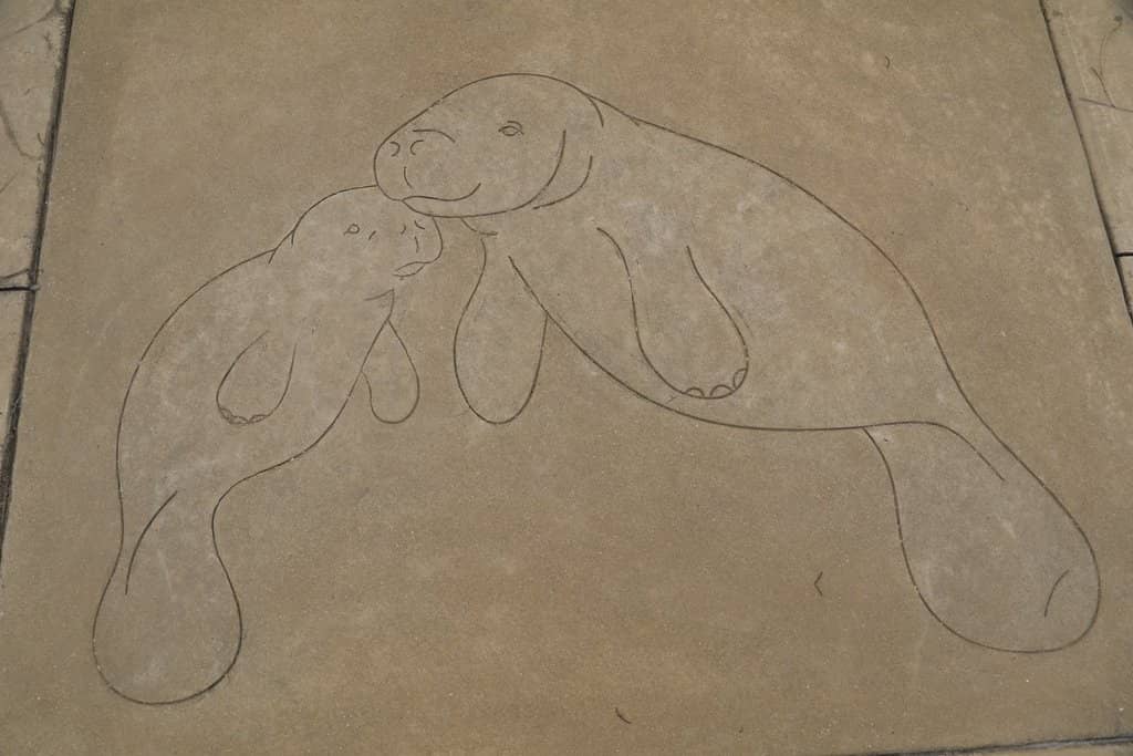 Manatee Viewing Areas