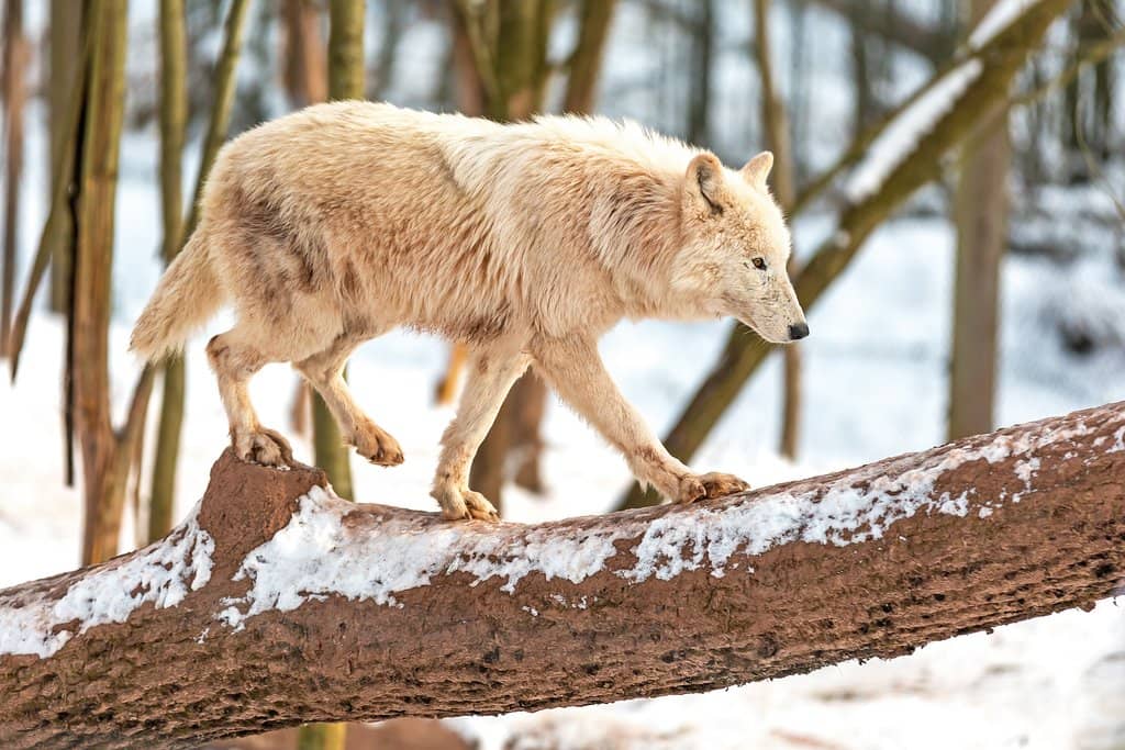 Themed Areas & Quirky Details