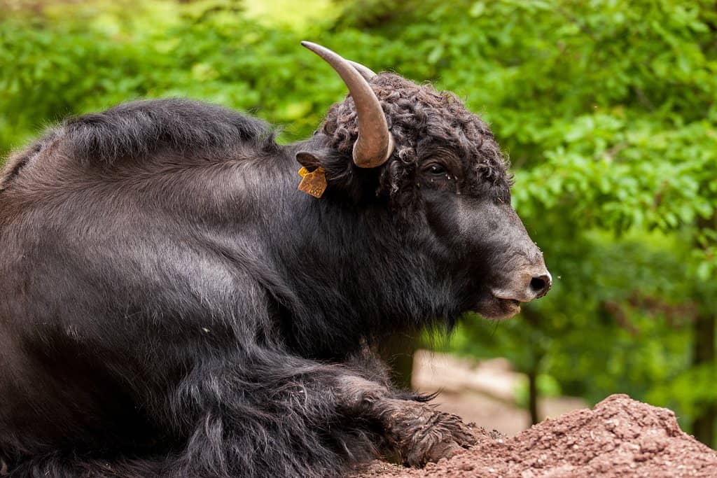 Wildparadies (Wildlife Park)