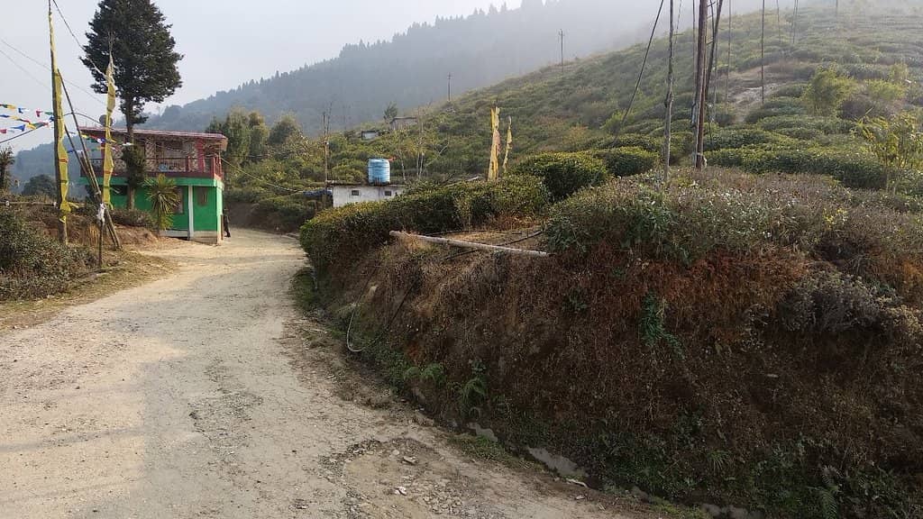 Misty Tea Gardens