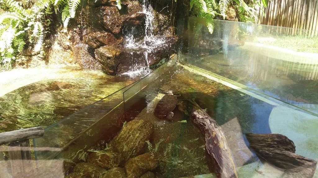 Underwater Viewing Area