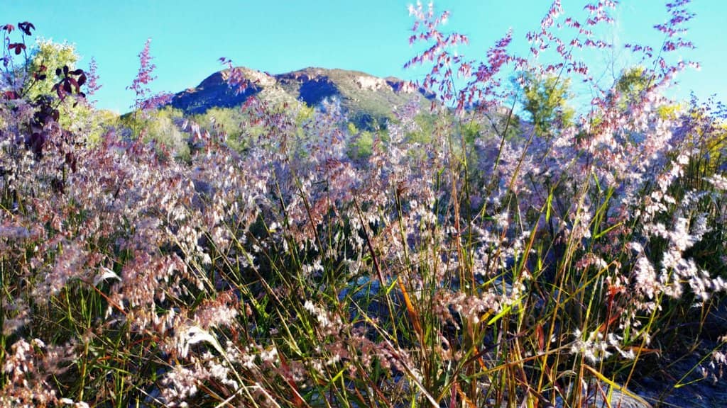Seven Falls Trail