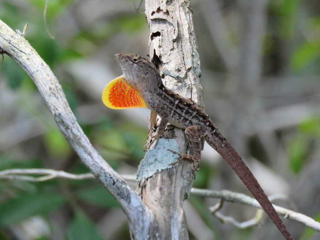 Birdwatcher's Paradise