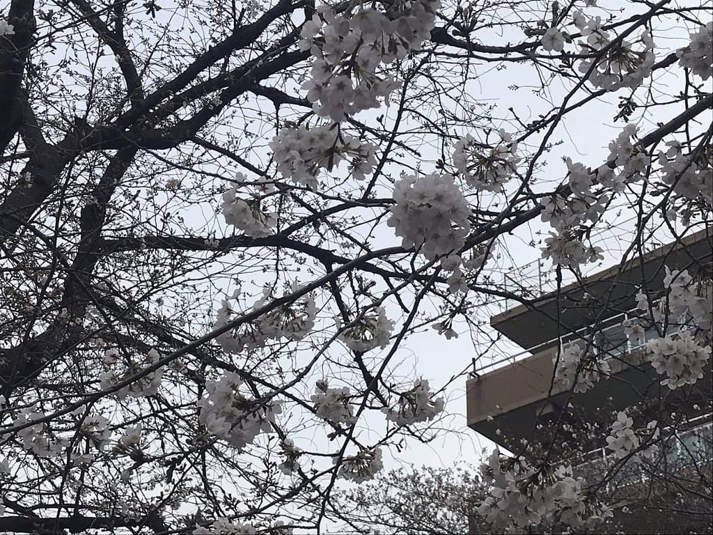 Local Community Park