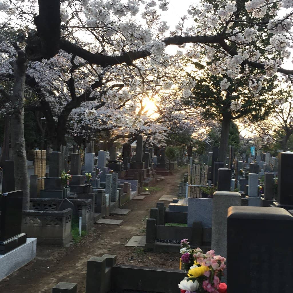 Peaceful Pagoda Views