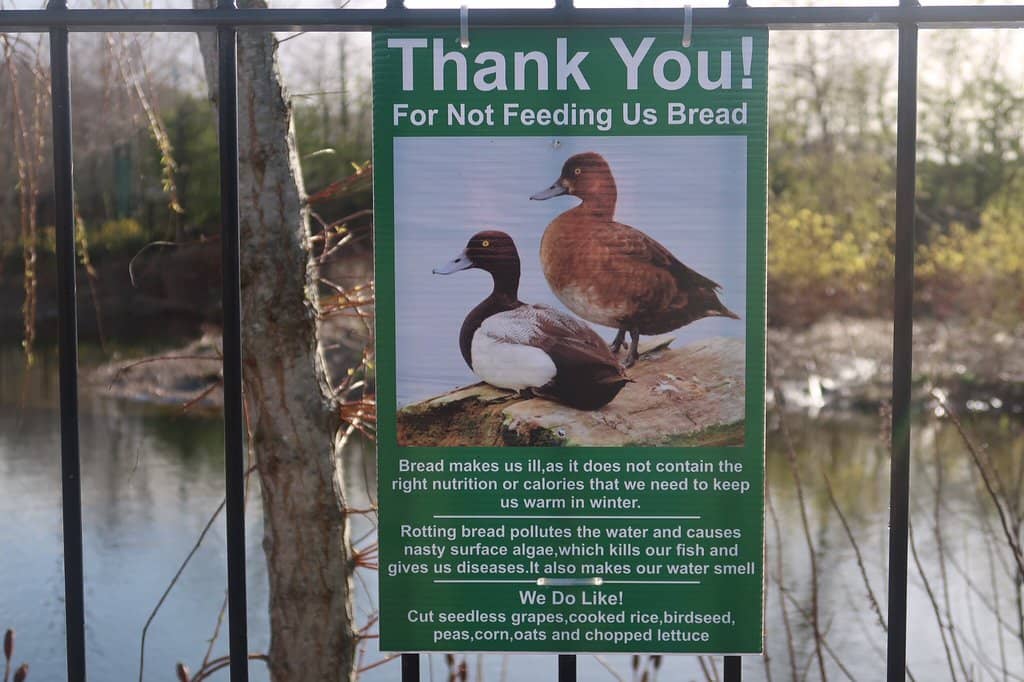 Landscaped Gardens and Pond