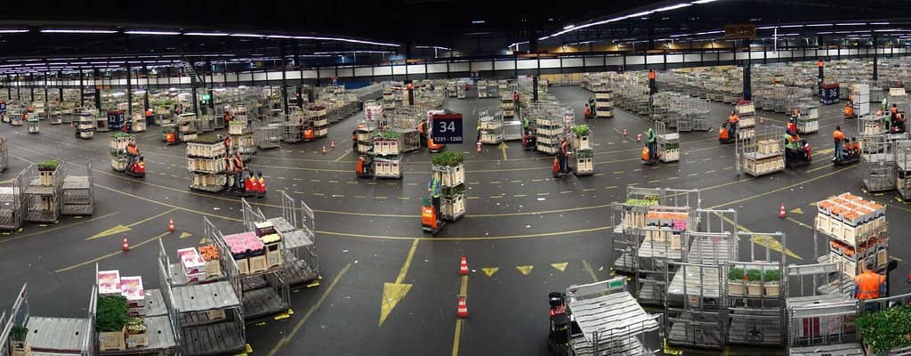 Vast Halls of Blooms