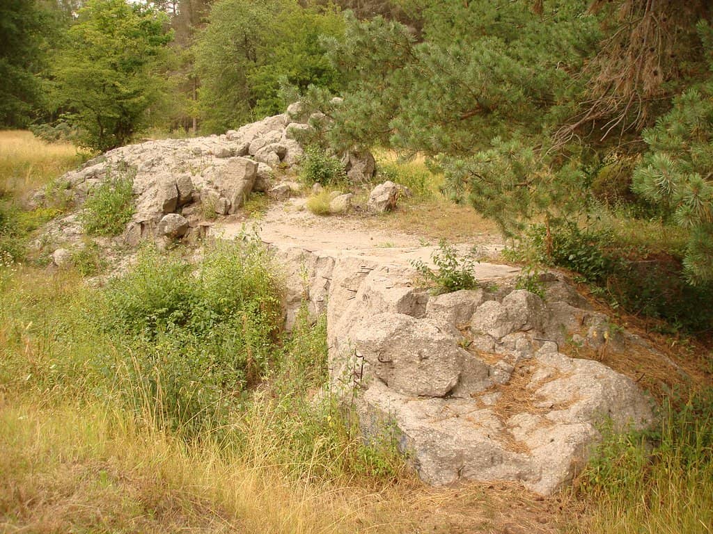 Forest Setting