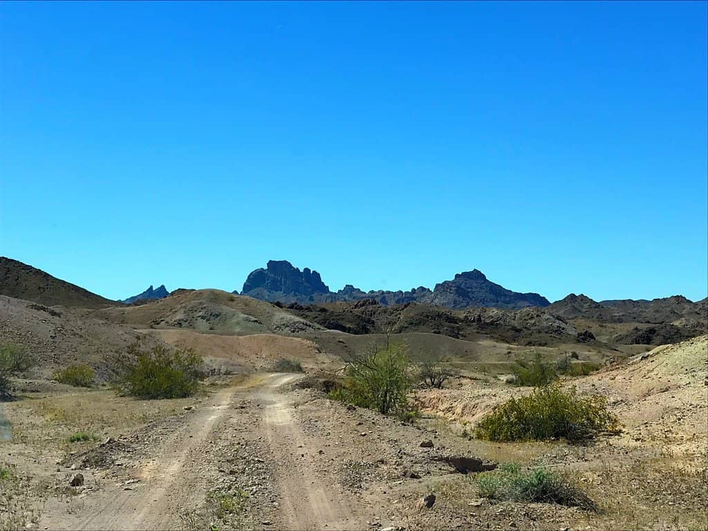 Desert Wildlife Spotting