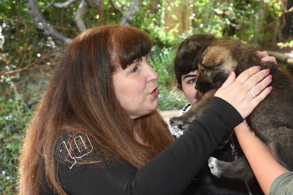 Chimpanzee Playtime