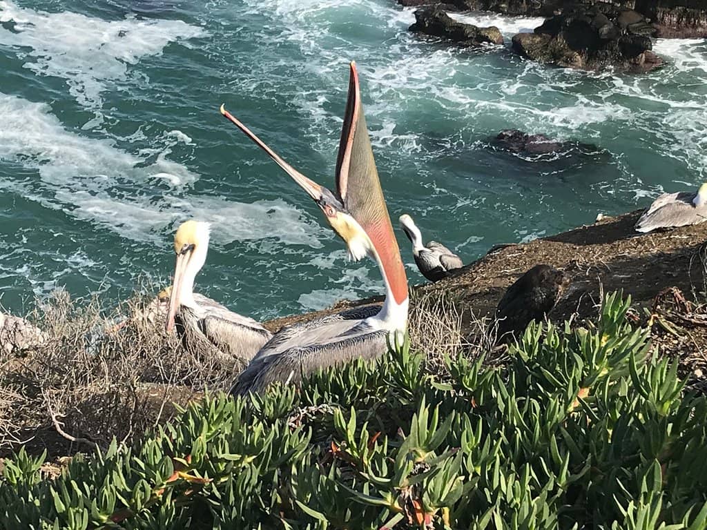 Sea Lion Colony at Point La Jolla