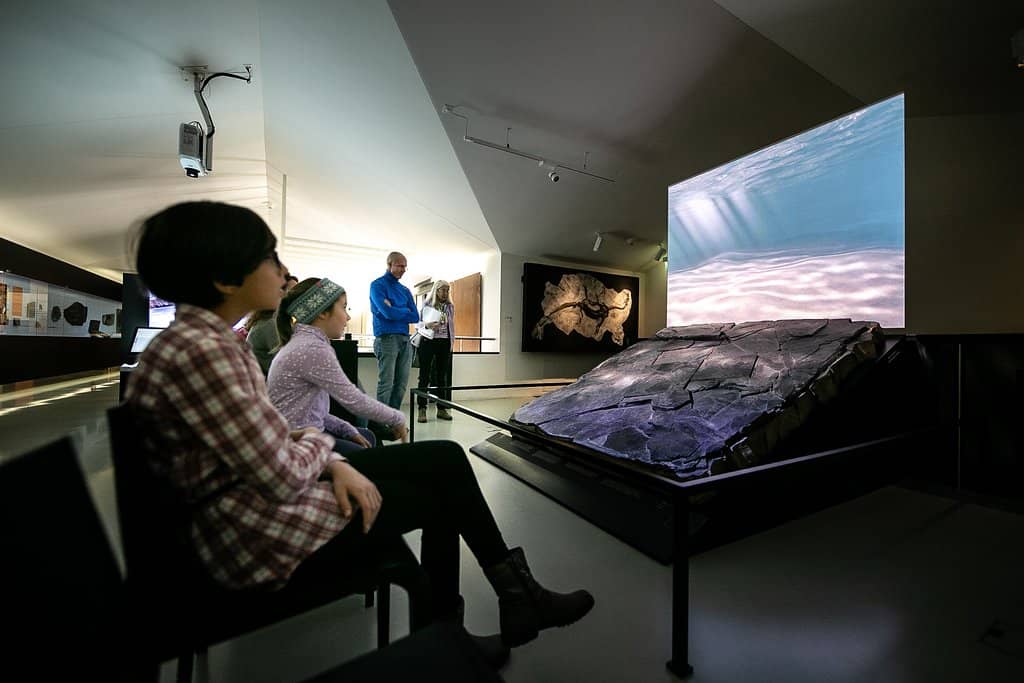 Fossil Displays