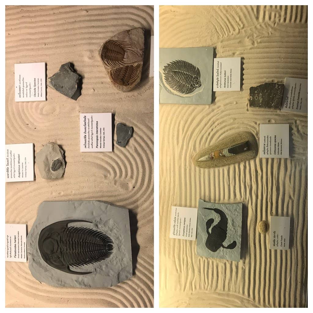 Excavated Fossil Fragments