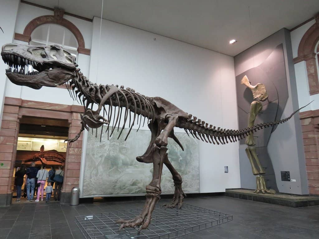 Dinosaur Skeletons