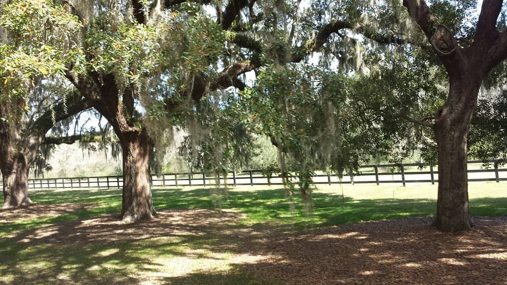 Avenue of Oaks