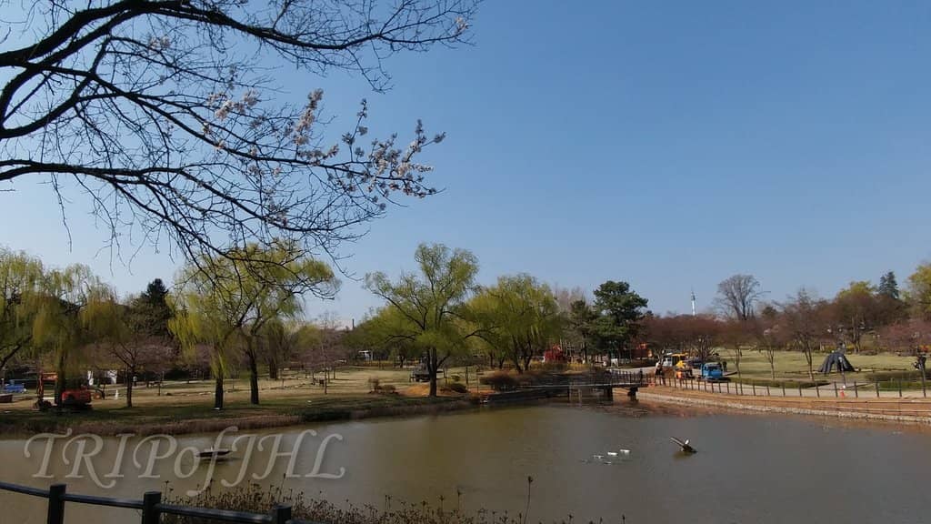 Lotus Pond