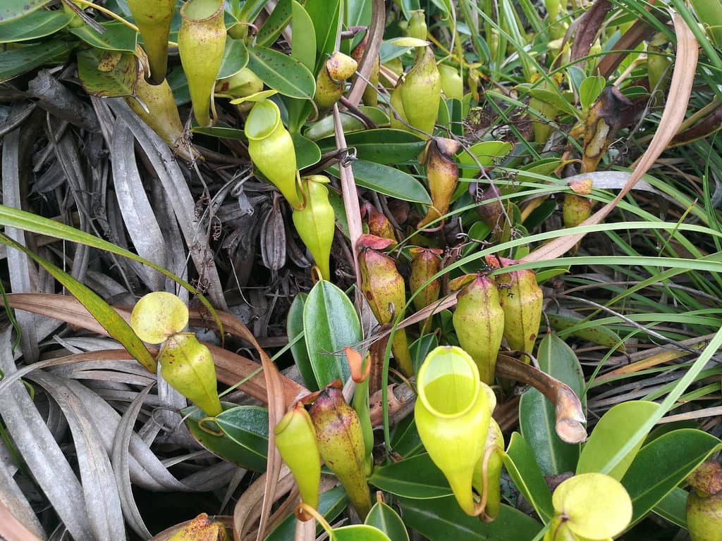 Unique Flora