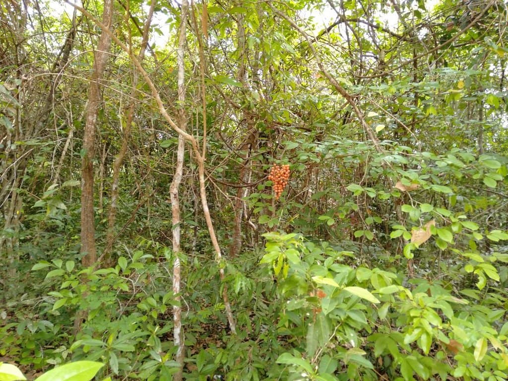 Panoramic Summit Views