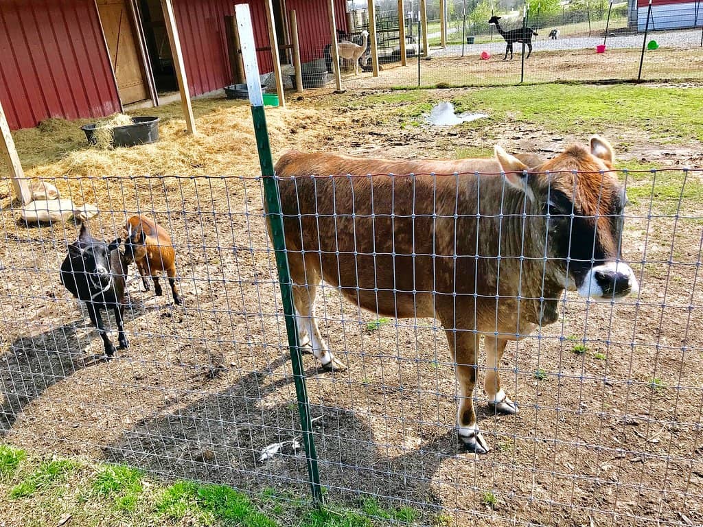 The Gift Shop Treasures