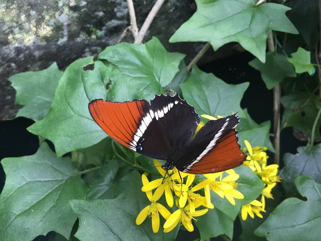 Mariposario (Butterfly Garden)