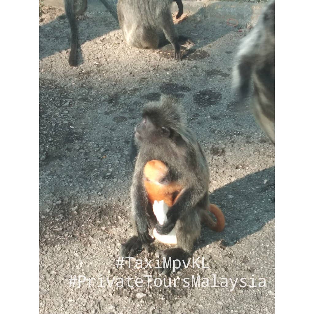 Silvered Leaf Monkeys