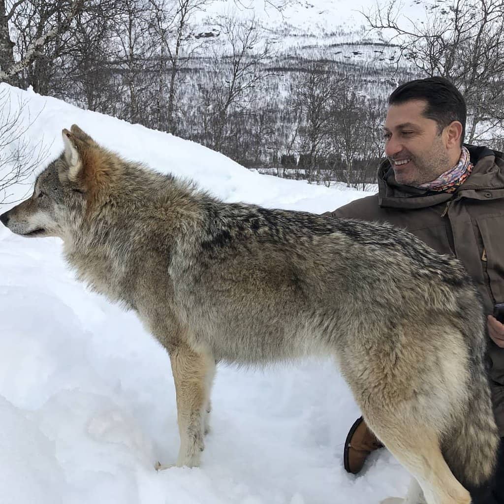 Majestic Brown Bears